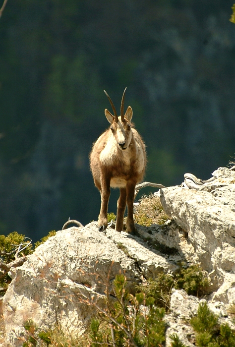 Camoscio d''Abruzzo Rupicapra pyrenaica ornata